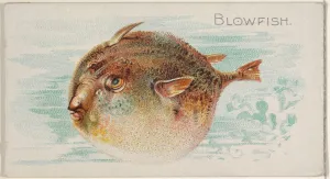 Blowfish Fish American Waters series N8 Allen & Ginter Cigarettes Brands Blowfish Fish American Waters series N8 Allen & Ginter Cigarettes Brands