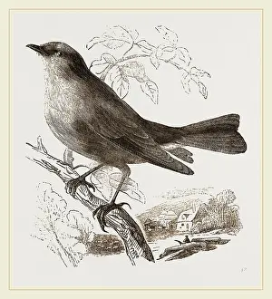 Images Dated 2014 August: Blue-Bird Blue-Bird Print by Librifly