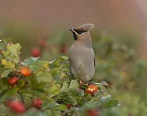 Images Dated 19th November 2005: Bohemian Waxwing eating berries, Bombycilla garrulus