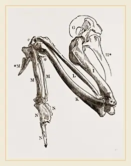 Natural History Museum Specimens Prints: Bones of Hawks Wing