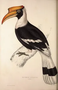 Buceros Cavatus, Concave Hornbill. Birds from the Himalaya Mountains, engraving 1831 Buceros Cavatus, Concave Hornbill. Birds from the Himalaya Mountains, engraving 1831