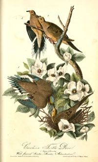 Carolina Turtle Dove. 1. Males. 2. Females Carolina Turtle Dove. 1. Males. 2. Females