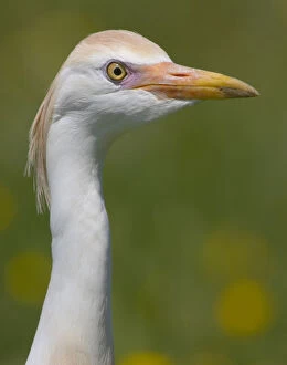 Images Dated 16th May 2006: Cattle Egret adult close-up