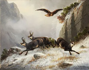 Chamois pursued Adler 1877 oil canvas 28 x 35 cm Chamois pursued Adler 1877 oil canvas 28 x 35 cm
