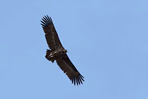 Images Dated 9th October 2010: Cinereous Vulture in flight, Aegypius monachus