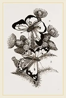 Clouded Butterflies Print by Librifly