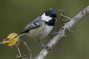 Images Dated 19th November 2005: Coal Tit perched in a tree, Periparus ater