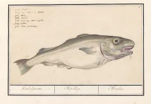 Cod Gadus morhua Asellus Merlue title object Cod Gadus morhua Asellus Merlue title object