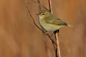 Images Dated 11th February 2007: Common Chiffchaff perched on branch, Phylloscopus collybita