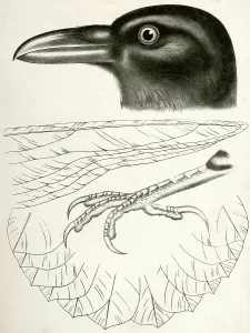 Corvus carnivorus, Northern Raven., Suckley, George 1830-1869, Cooper, J Corvus carnivorus, Northern Raven., Suckley, George 1830-1869, Cooper, J
