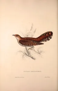 Cuculus Himalayanus, Himalayan Cuckoo. Birds from the Himalaya Mountains, engraving Cuculus Himalayanus, Himalayan Cuckoo. Birds from the Himalaya Mountains, engraving