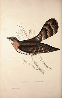 Cuculus Sparverioides, Large Hawk-Cuckoo, Hierococcyx sparverioides, is a species Cuculus Sparverioides, Large Hawk-Cuckoo, Hierococcyx sparverioides, is a species
