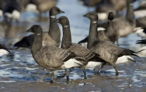 Images Dated 10th February 2008: Dark-bellied Brent Geese on the shore, Netherlands