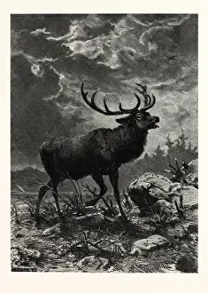 Retro Styled Wildlife Art Prints: A Deer; after Specht