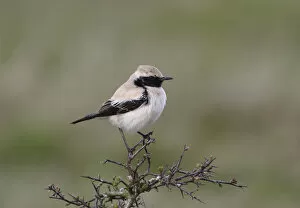 Images Dated 9th April 2005: Desert Wheatear male perched on branch, Oenanthe deserti