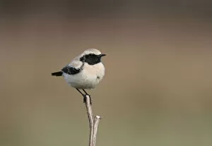 Images Dated 9th April 2005: Desert Wheatear perched on branch, Oenanthe deserti