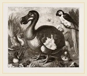 Dodo Bird Prints: Dodo