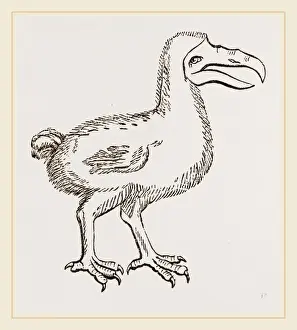 Dodo Bird Prints: Dodo from Clusius