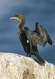 Images Dated 19th January 2006: Double-crested Cormorant, Phalacrocorax auritus, United States