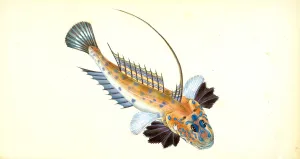 Dragonet, gemmous, Gallioyumus Lyra, British fishes, Donovan, E. (Edward), 1768-1837 Dragonet, gemmous, Gallioyumus Lyra, British fishes, Donovan, E. (Edward), 1768-1837