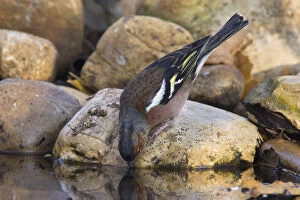 Images Dated 3rd December 2011: Drinking male Common Chaffinch, Fringilla coelebs, Italy