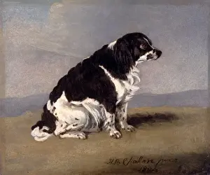 The Duchess of York's Spaniel Print, 1804
