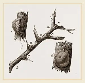 Nature Photography Collection Prints: Eggs of Hawthorn Coccus