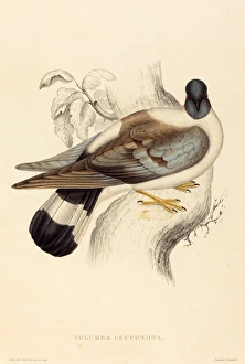 Elizabeth Gould (British, 1804 - 1841), Columba Leuconota (Snow Pigeon), hand-colored Elizabeth Gould (British, 1804 - 1841), Columba Leuconota (Snow Pigeon), hand-colored