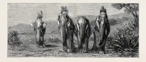 Vintage Elephant Illustrations Prints: Source Size = 3781 x 1588
