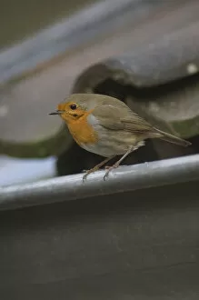 Images Dated 24th January 2006: Erithacus rubecula, European Robin in gutter