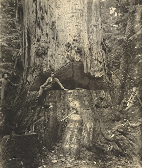 Felling Cedar Tree 30 Miles East Seattle 76 Feet Felling Cedar Tree 30 Miles East Seattle 76 Feet
