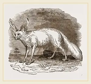 Fennec