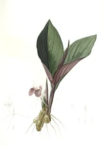 Ferraria undulata, Ferrarie ondulee; Orchid Iris, Redoute, Pierre Joseph, 1759-1840 Ferraria undulata, Ferrarie ondulee; Orchid Iris, Redoute, Pierre Joseph, 1759-1840