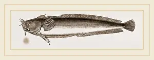 Natural History Museum Collection Prints: Five-bearded Rockling