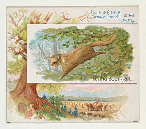 Flying Squirrel Quadrupeds series N41 Allen & Ginter Cigarettes Flying Squirrel Quadrupeds series N41 Allen & Ginter Cigarettes