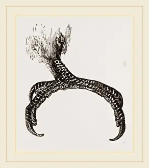 Birds Of The Tropics Prints: Foot of Macaw
