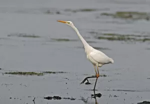 Images Dated 22nd March 2005: Foraging Great Egret, Ardea alba