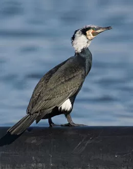 Images Dated 27th February 2006: Great Cormorant perched, Phalacrocorax carbo