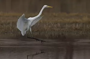 Images Dated 9th March 2005: Great Egret in flight, Ardea alba, Italy