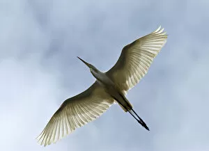 Images Dated 9th March 2005: Great Egret flying, Ardea alba