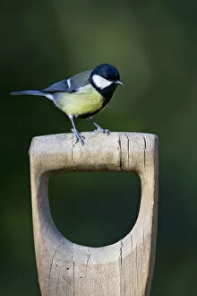 Images Dated 10th February 2008: Great Tit perched at scoop Netherlands, Parus major