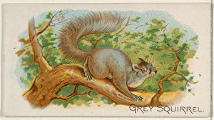 Grey Squirrel Quadrupeds series N21 Allen & Ginter Cigarettes Grey Squirrel Quadrupeds series N21 Allen & Ginter Cigarettes
