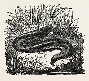 Victorian Style Engravings Prints: The Gymnotus