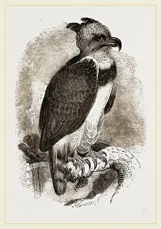 Harpy Eagle Print by Librifly