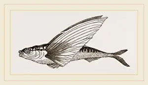 Biology Illustrations Prints: Head of Banxring