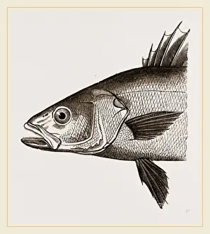 Nature Photography Collection Prints: Head of Basse