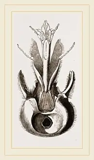Human Head Anatomy Prints: Head of Pee