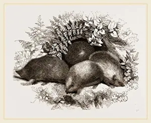 Hedgehog Species Prints: Hedgehogs