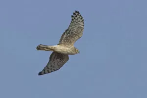 Images Dated 5th February 2006: Hen Harrier female flying, Circus cyaneus