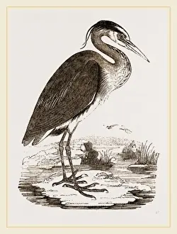 Heron Species Prints: Heron